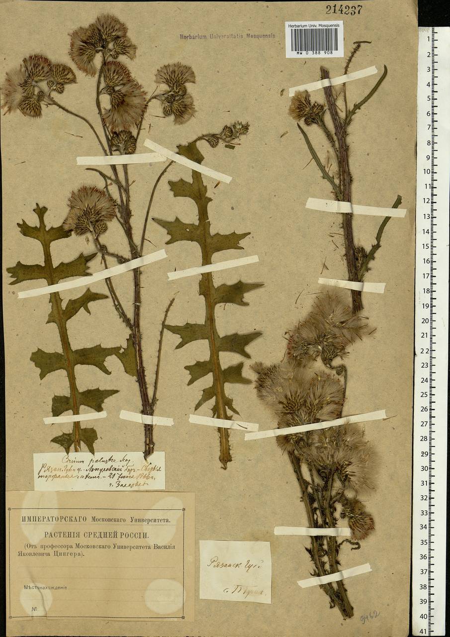 Cirsium palustre (L.) Scop., Eastern Europe, Central region (E4) (Russia)