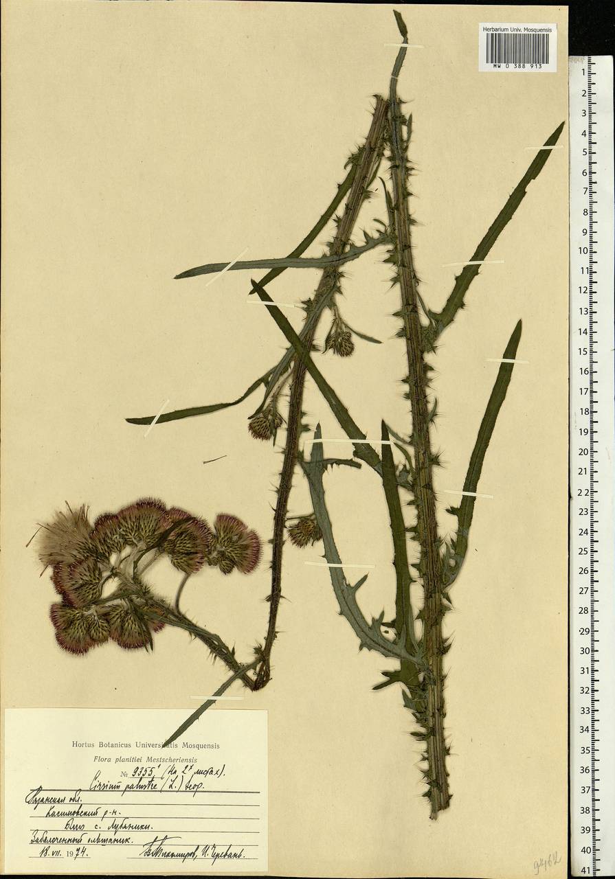 Cirsium palustre (L.) Scop., Eastern Europe, Central region (E4) (Russia)