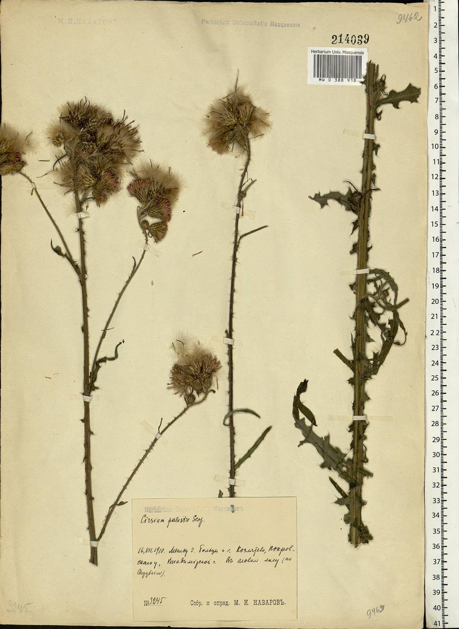 Cirsium palustre (L.) Scop., Eastern Europe, Central region (E4) (Russia)