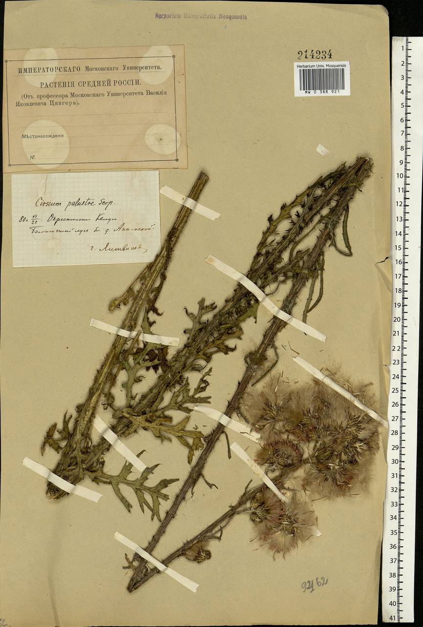 Cirsium palustre (L.) Scop., Eastern Europe, Central region (E4) (Russia)