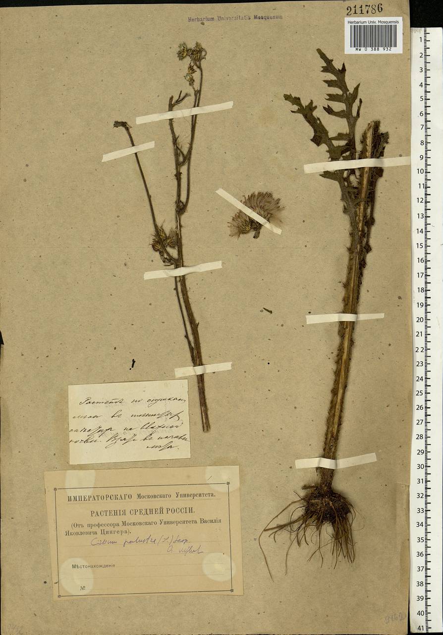 Cirsium palustre (L.) Scop., Eastern Europe, Moscow region (E4a) (Russia)