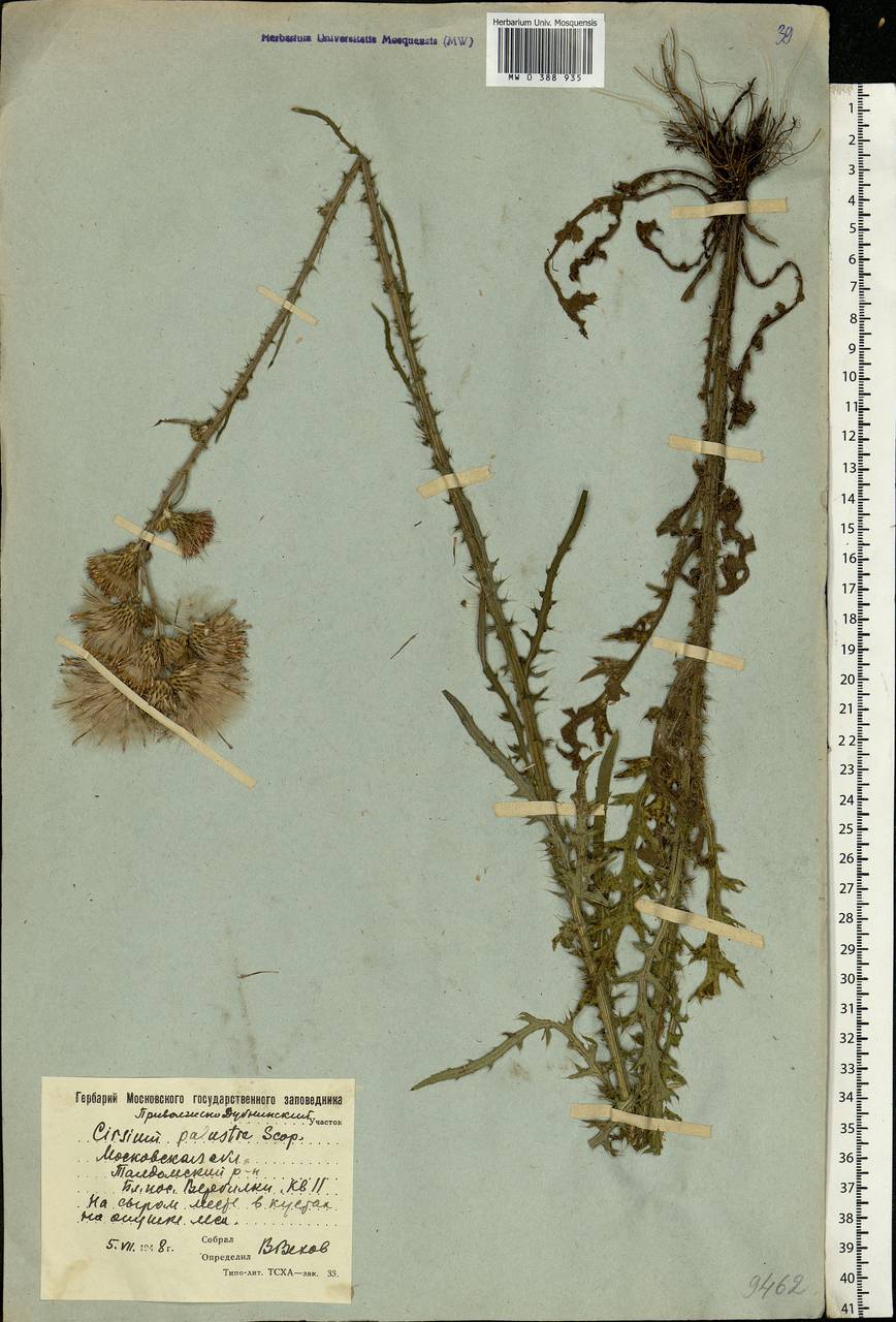 Cirsium palustre (L.) Scop., Eastern Europe, Moscow region (E4a) (Russia)