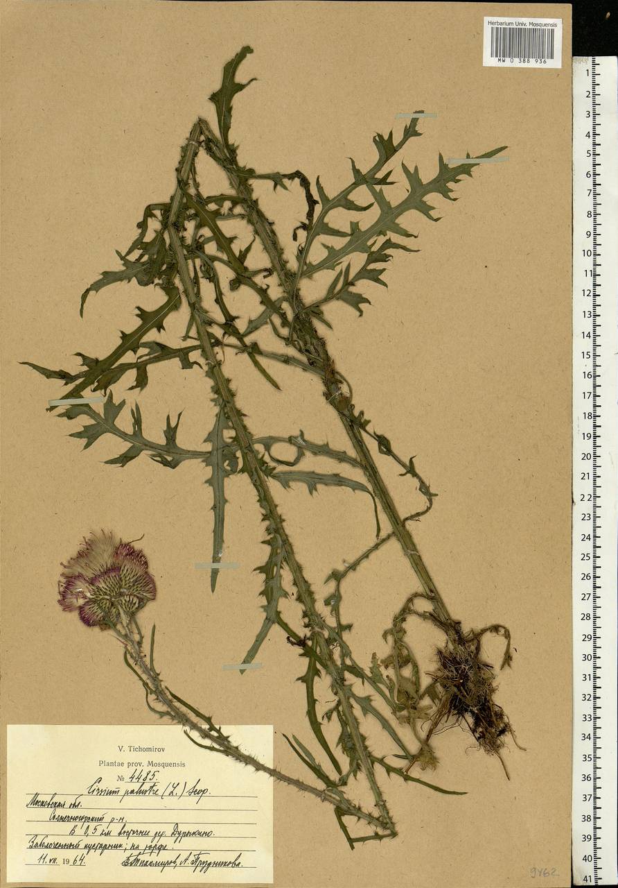 Cirsium palustre (L.) Scop., Eastern Europe, Moscow region (E4a) (Russia)