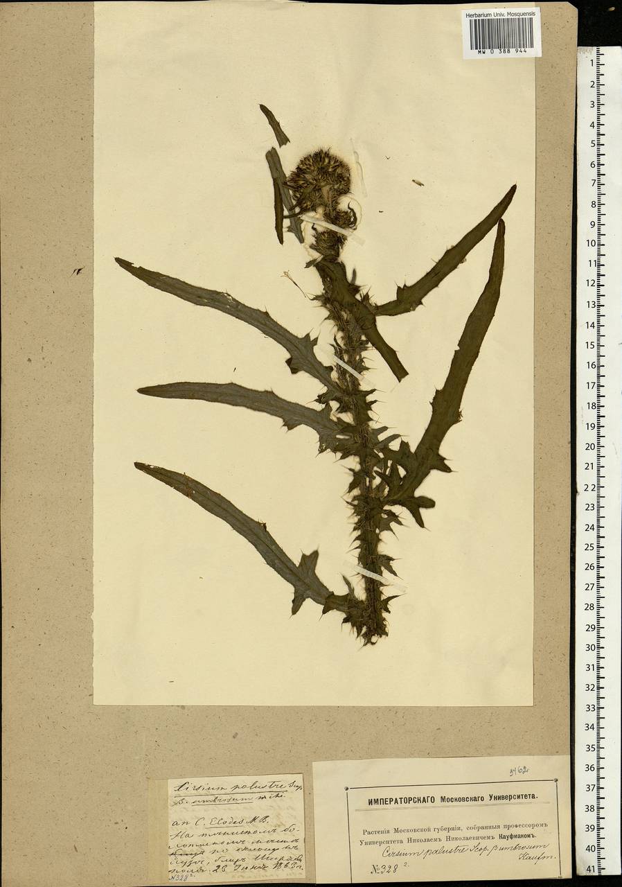 Cirsium palustre (L.) Scop., Eastern Europe, Moscow region (E4a) (Russia)