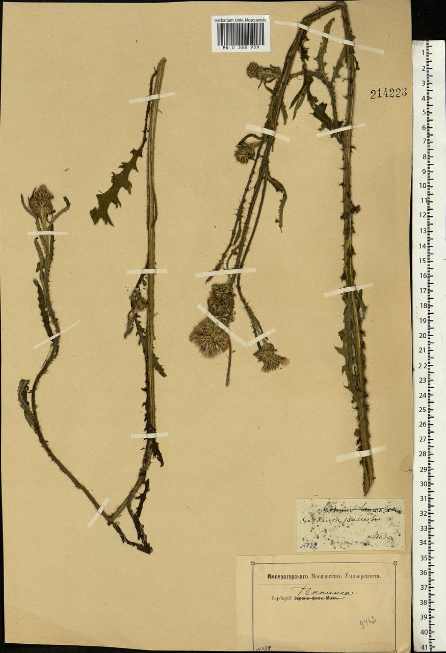 Cirsium palustre (L.) Scop., Eastern Europe, Moscow region (E4a) (Russia)