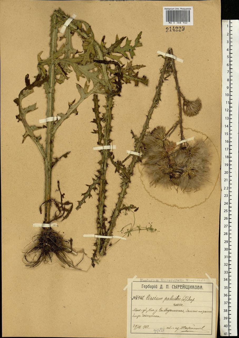 Cirsium palustre (L.) Scop., Eastern Europe, Moscow region (E4a) (Russia)