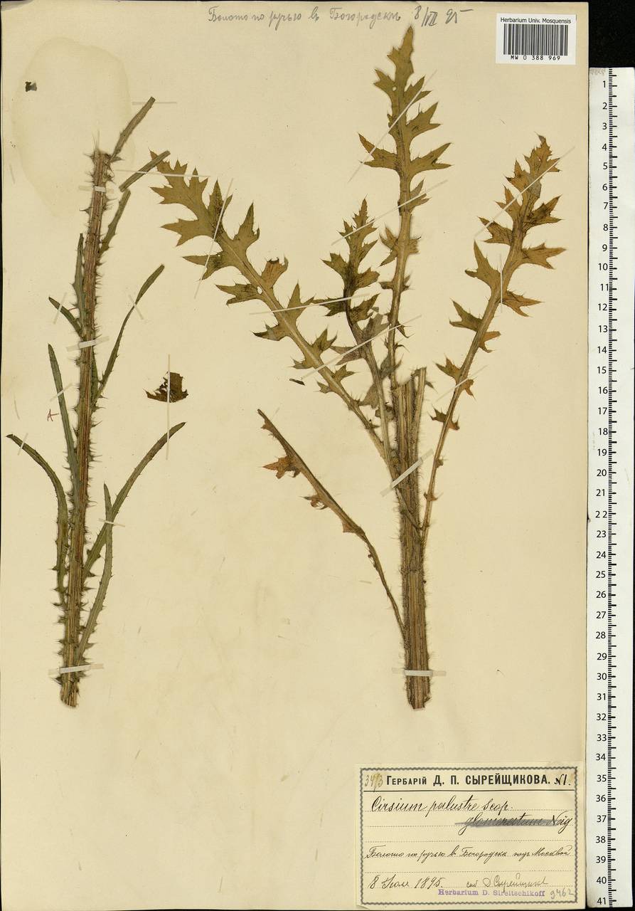 Cirsium palustre (L.) Scop., Eastern Europe, Moscow region (E4a) (Russia)
