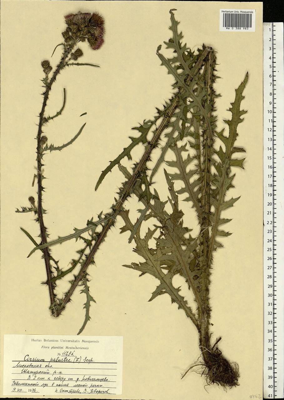 Cirsium palustre (L.) Scop., Eastern Europe, Moscow region (E4a) (Russia)