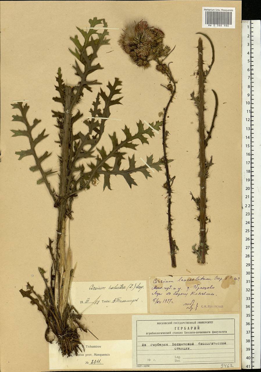 Cirsium palustre (L.) Scop., Eastern Europe, Moscow region (E4a) (Russia)