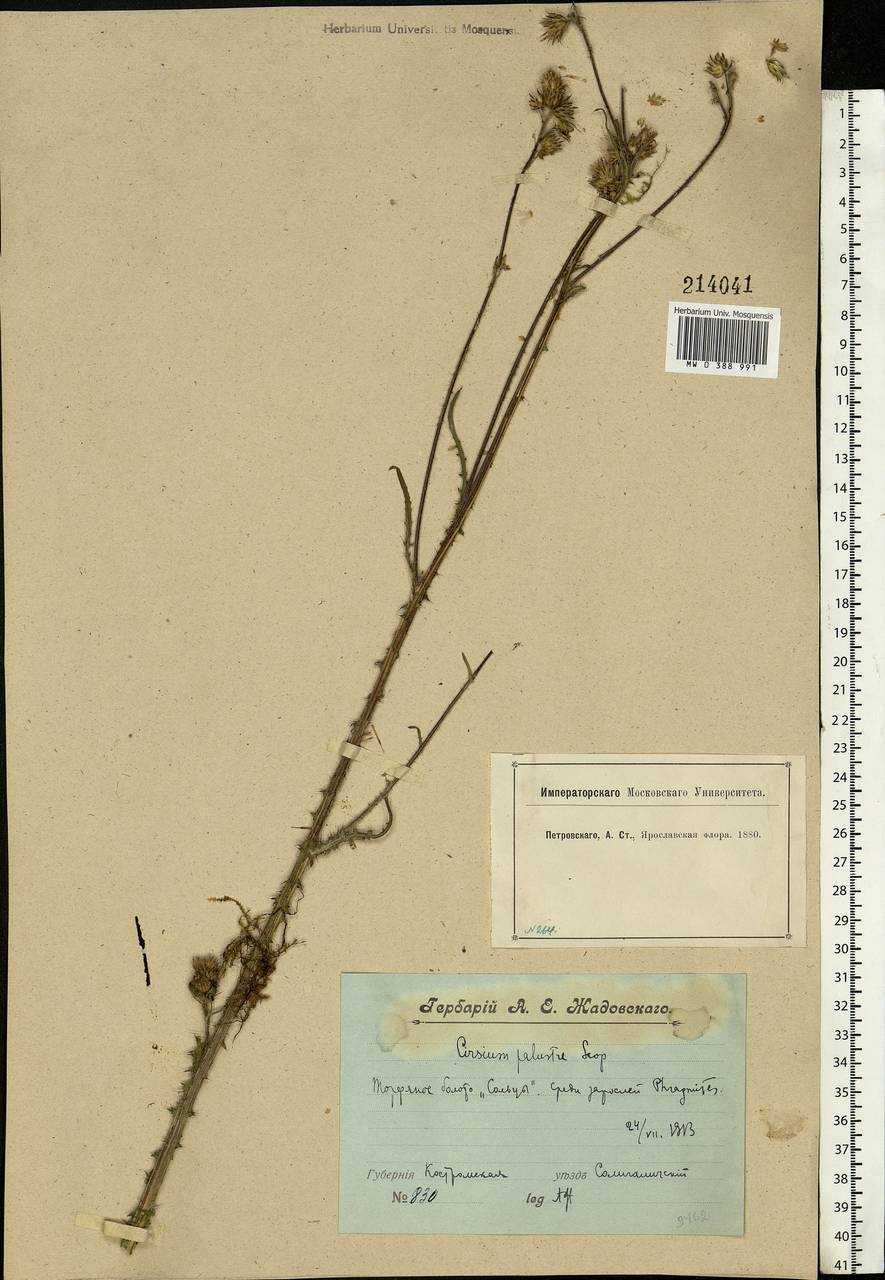 Cirsium palustre (L.) Scop., Eastern Europe, Central forest region (E5) (Russia)