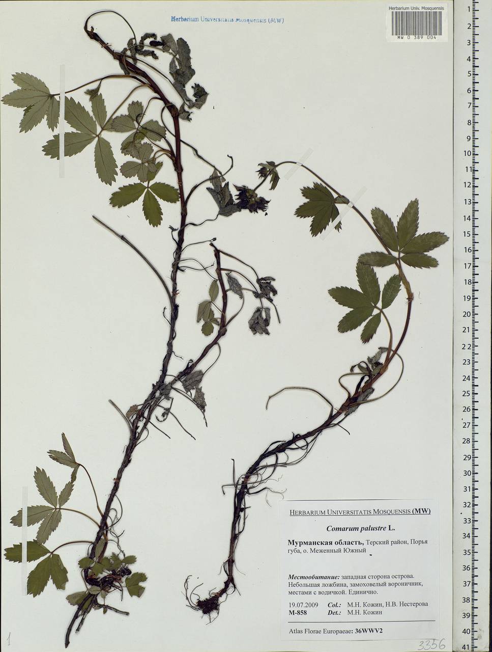 Comarum palustre L., Eastern Europe, Northern region (E1) (Russia)