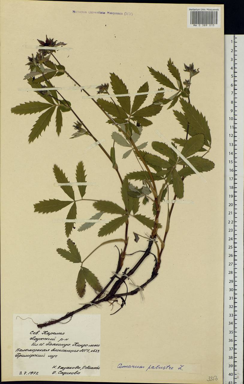 Comarum palustre L., Eastern Europe, Northern region (E1) (Russia)