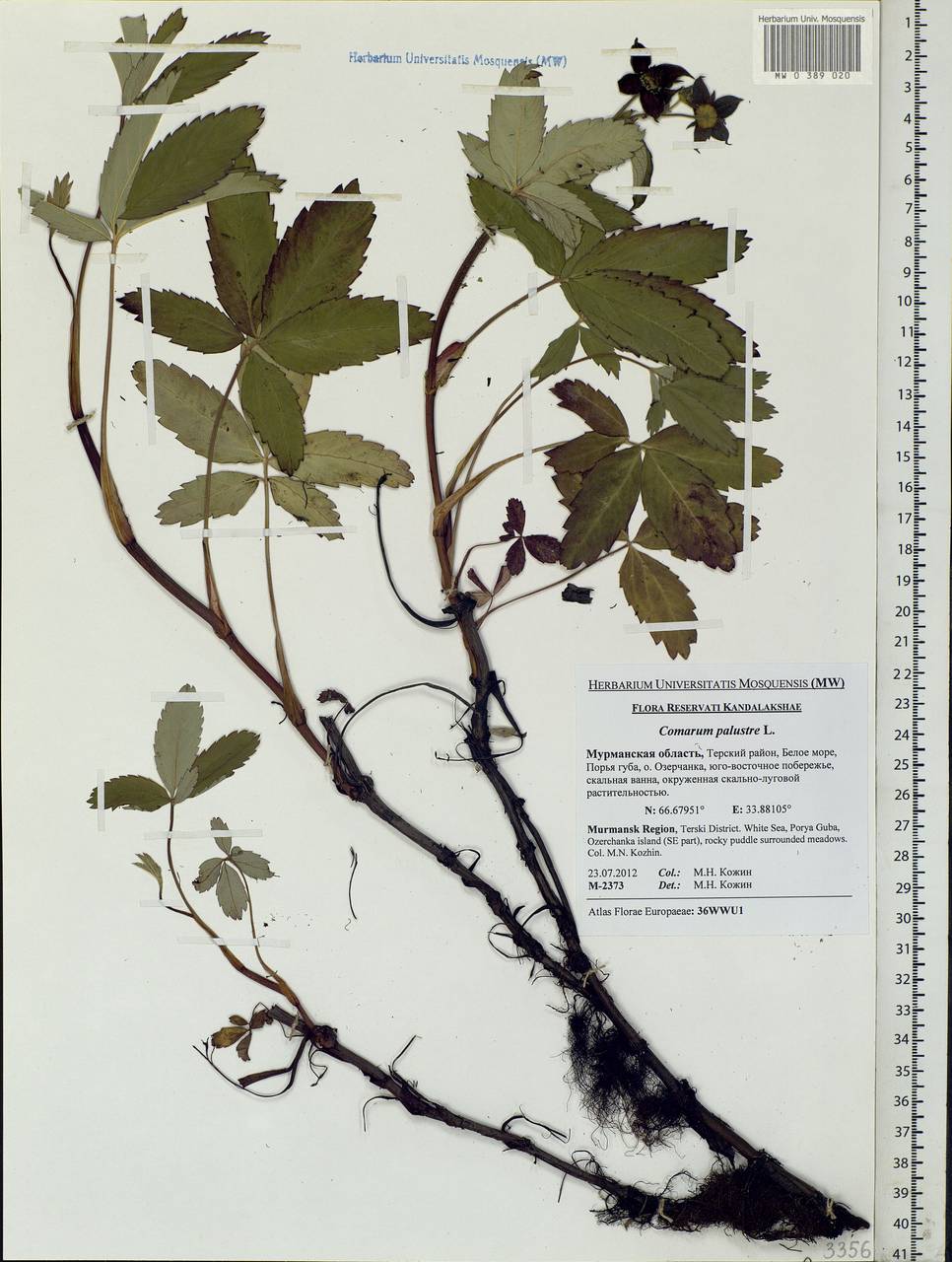 Comarum palustre L., Eastern Europe, Northern region (E1) (Russia)