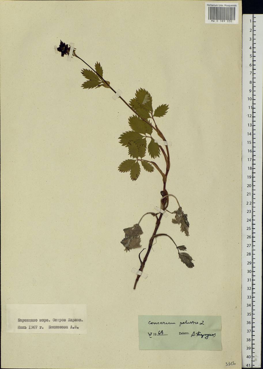 Comarum palustre L., Eastern Europe, Northern region (E1) (Russia)
