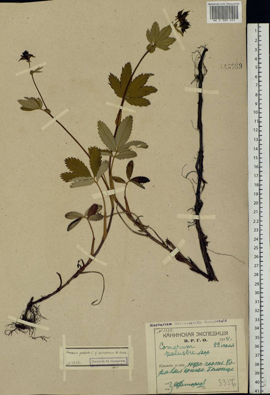 Comarum palustre L., Eastern Europe, Northern region (E1) (Russia)