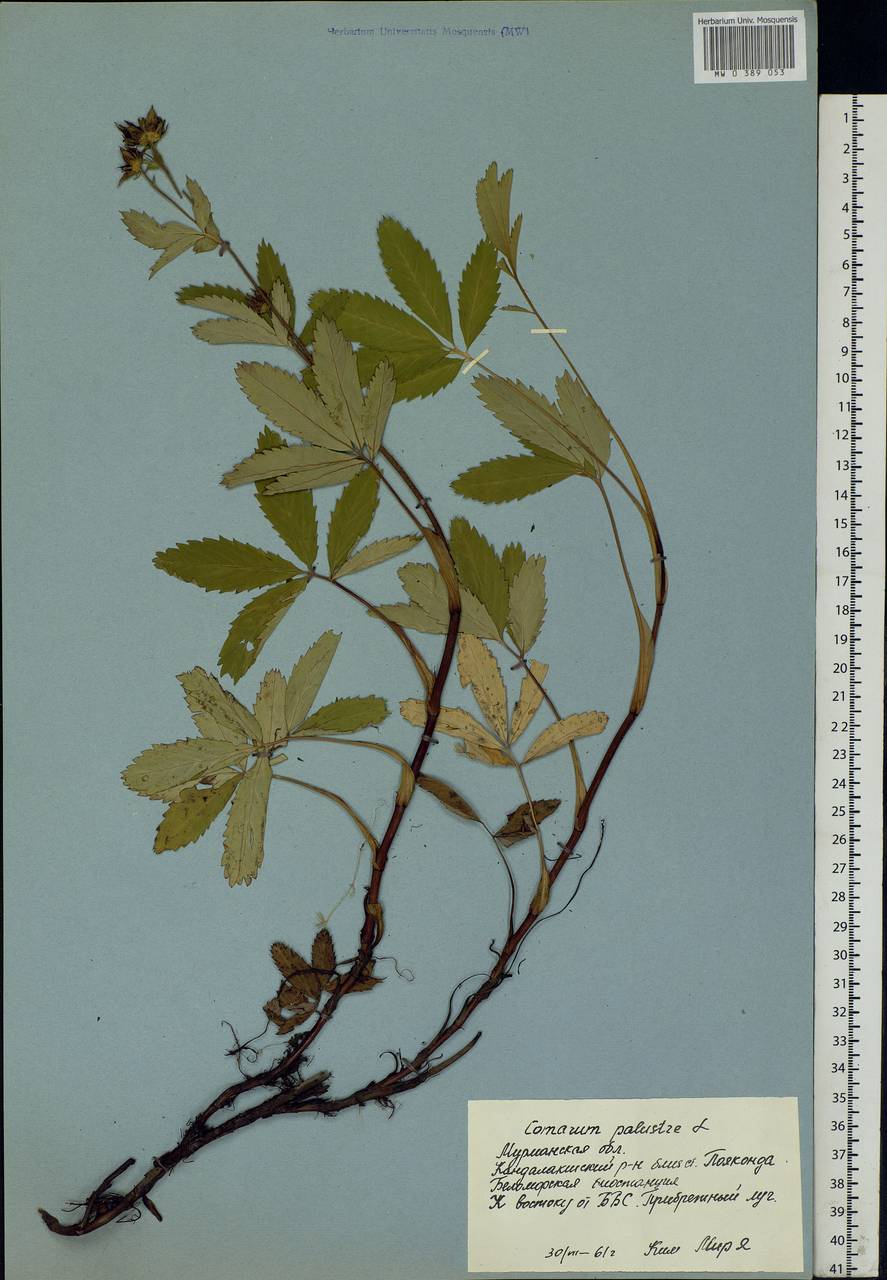 Comarum palustre L., Eastern Europe, Northern region (E1) (Russia)