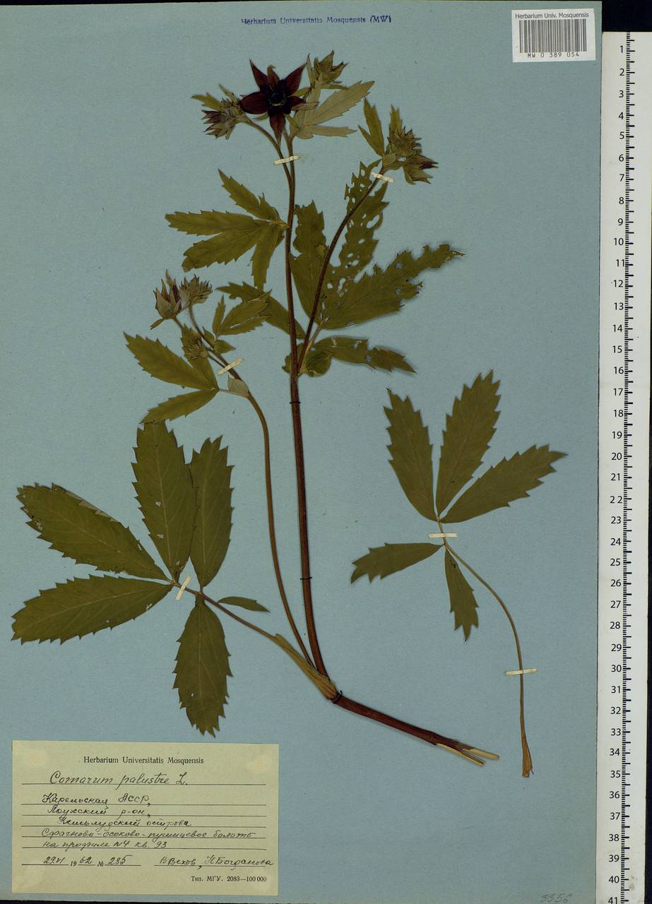 Comarum palustre L., Eastern Europe, Northern region (E1) (Russia)