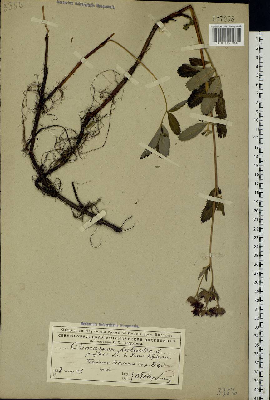 Comarum palustre L., Eastern Europe, Northern region (E1) (Russia)