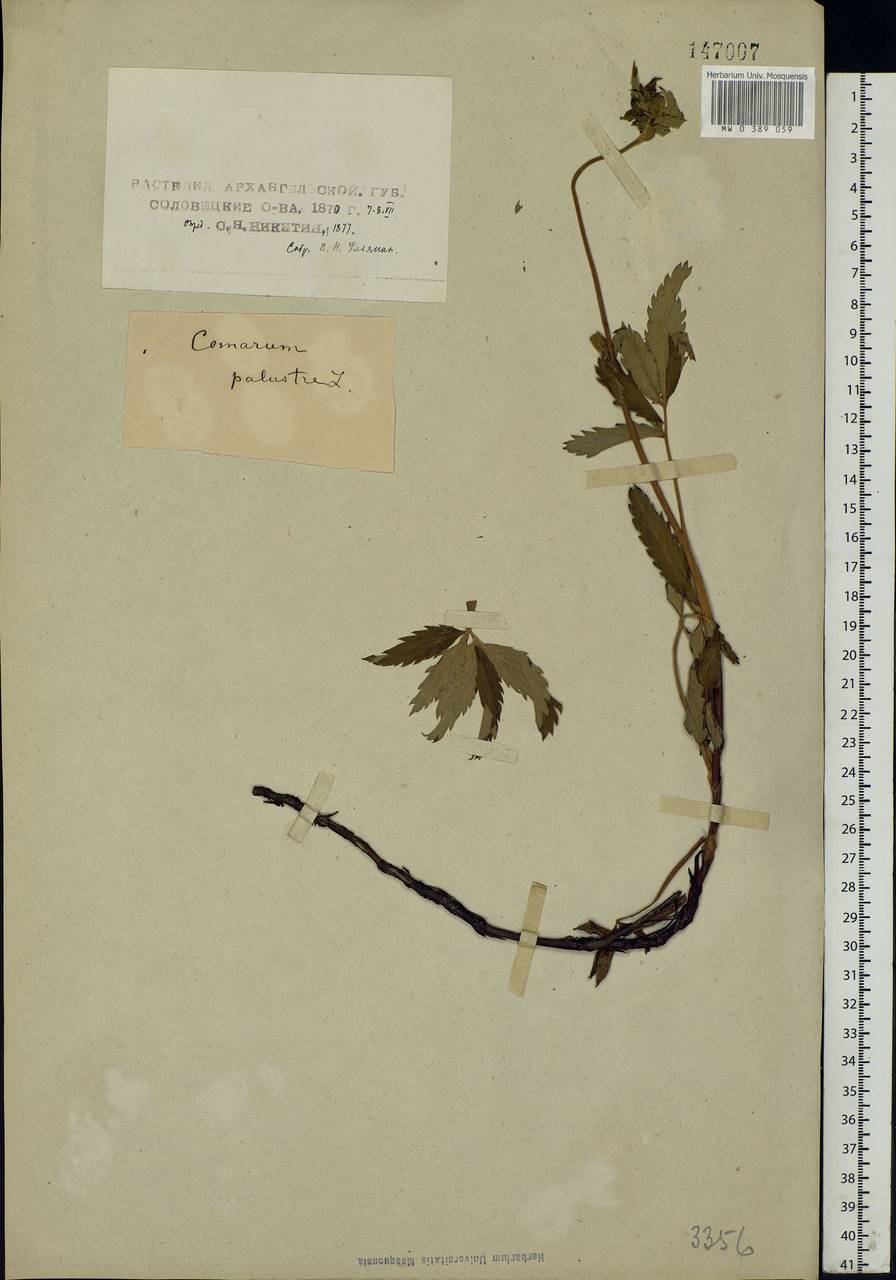 Comarum palustre L., Eastern Europe, Northern region (E1) (Russia)