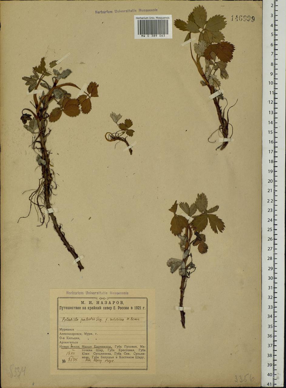 Comarum palustre L., Eastern Europe, Northern region (E1) (Russia)
