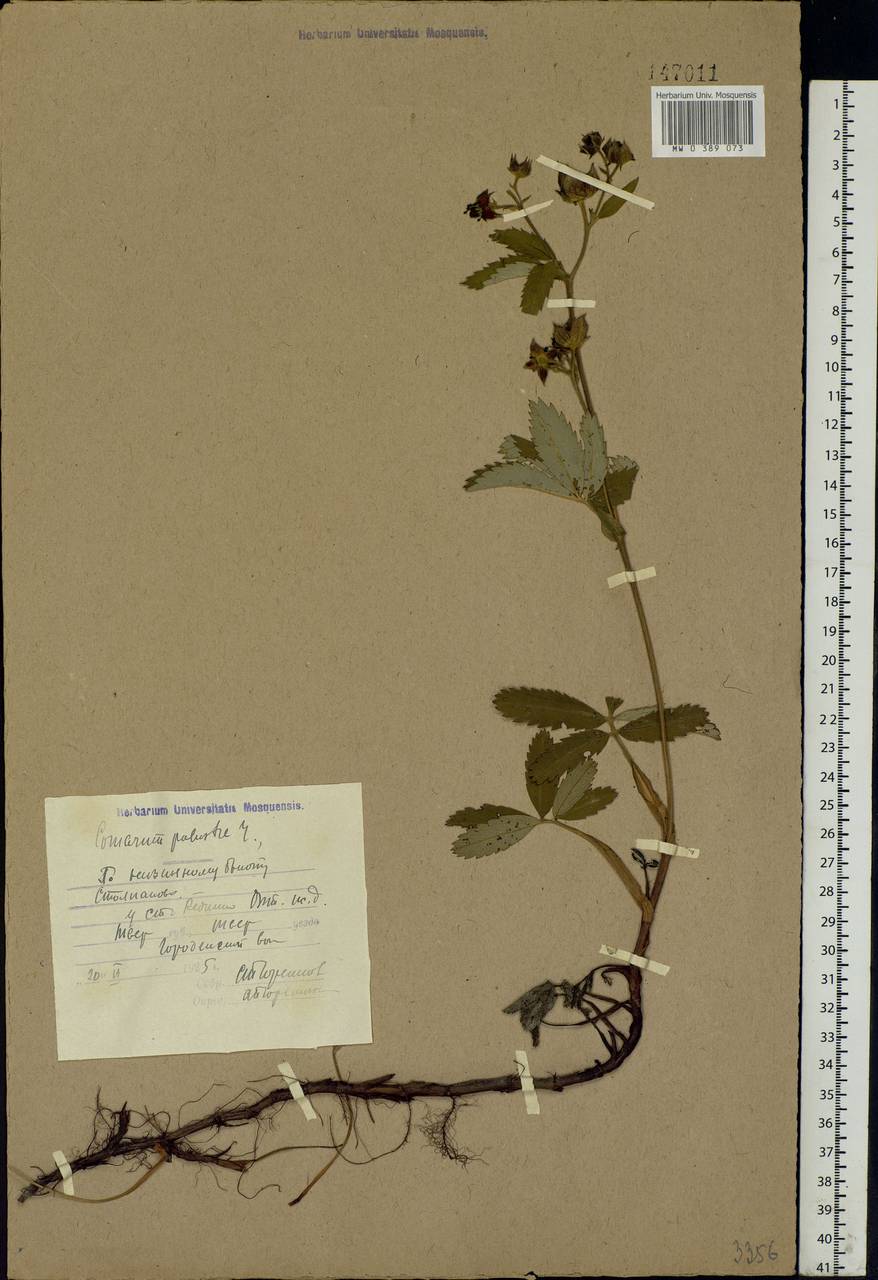 Comarum palustre L., Eastern Europe, North-Western region (E2) (Russia)