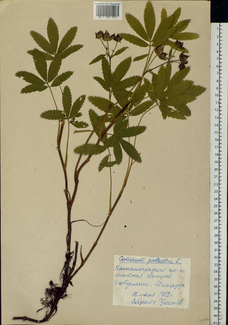 Comarum palustre L., Eastern Europe, North-Western region (E2) (Russia)