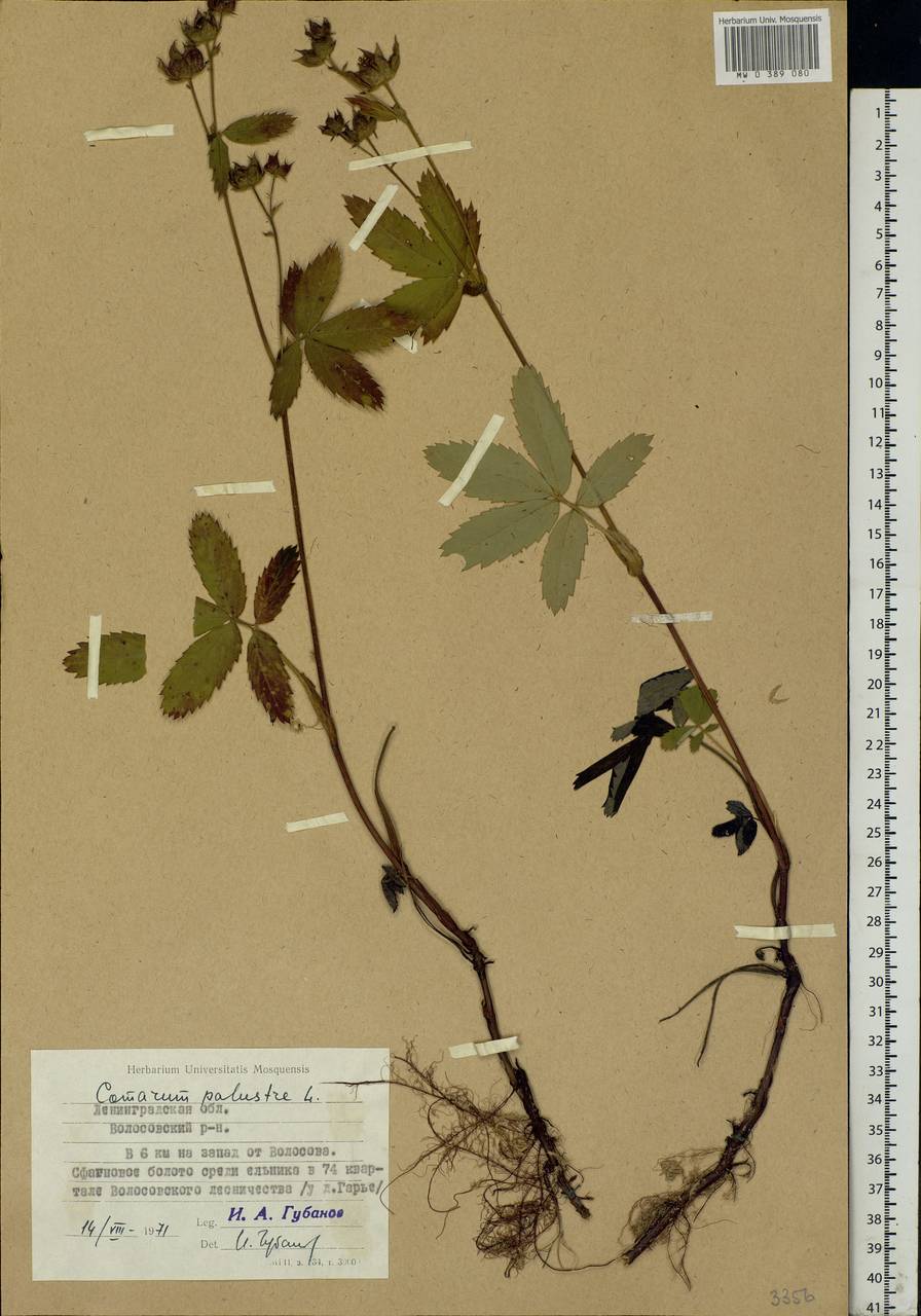 Comarum palustre L., Eastern Europe, North-Western region (E2) (Russia)