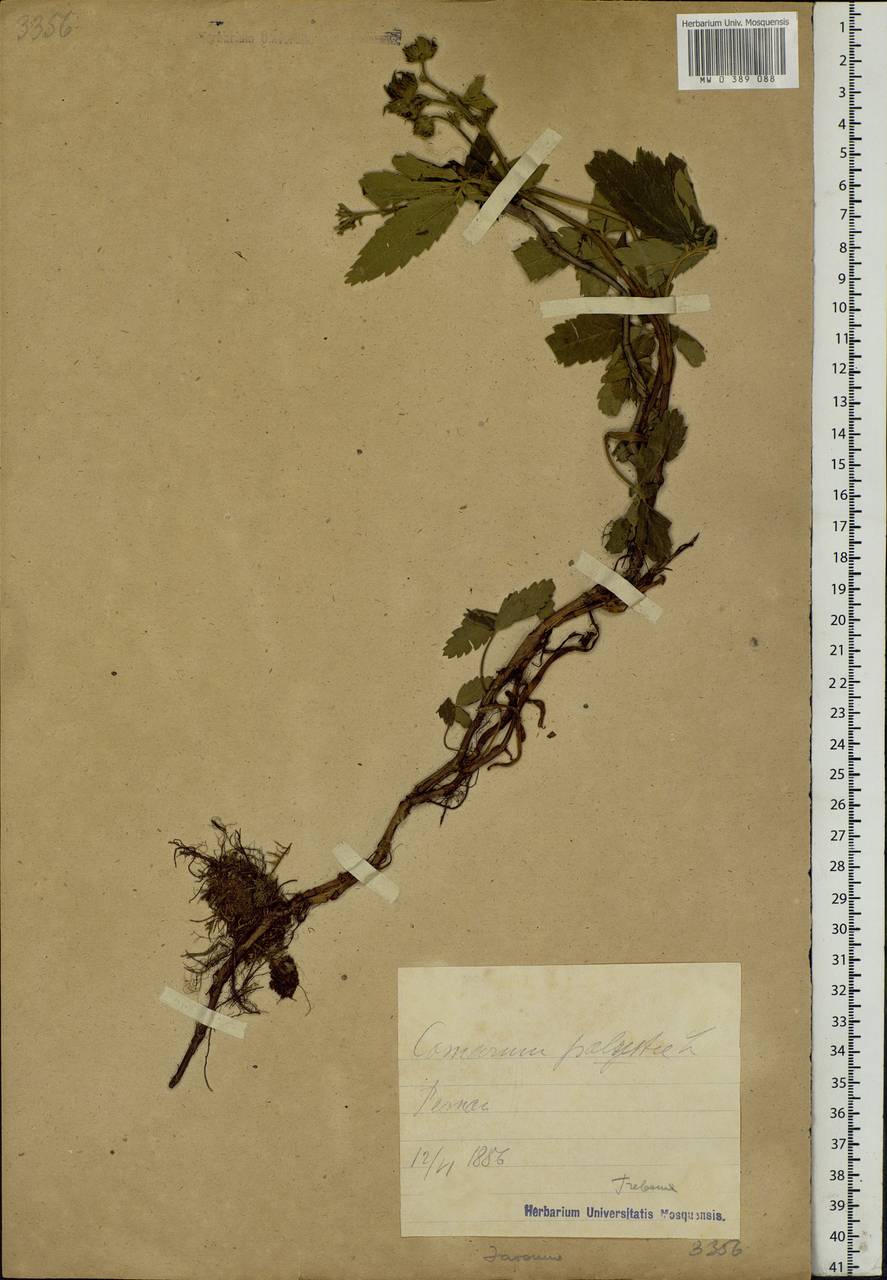 Comarum palustre L., Eastern Europe, Estonia (E2c) (Estonia)