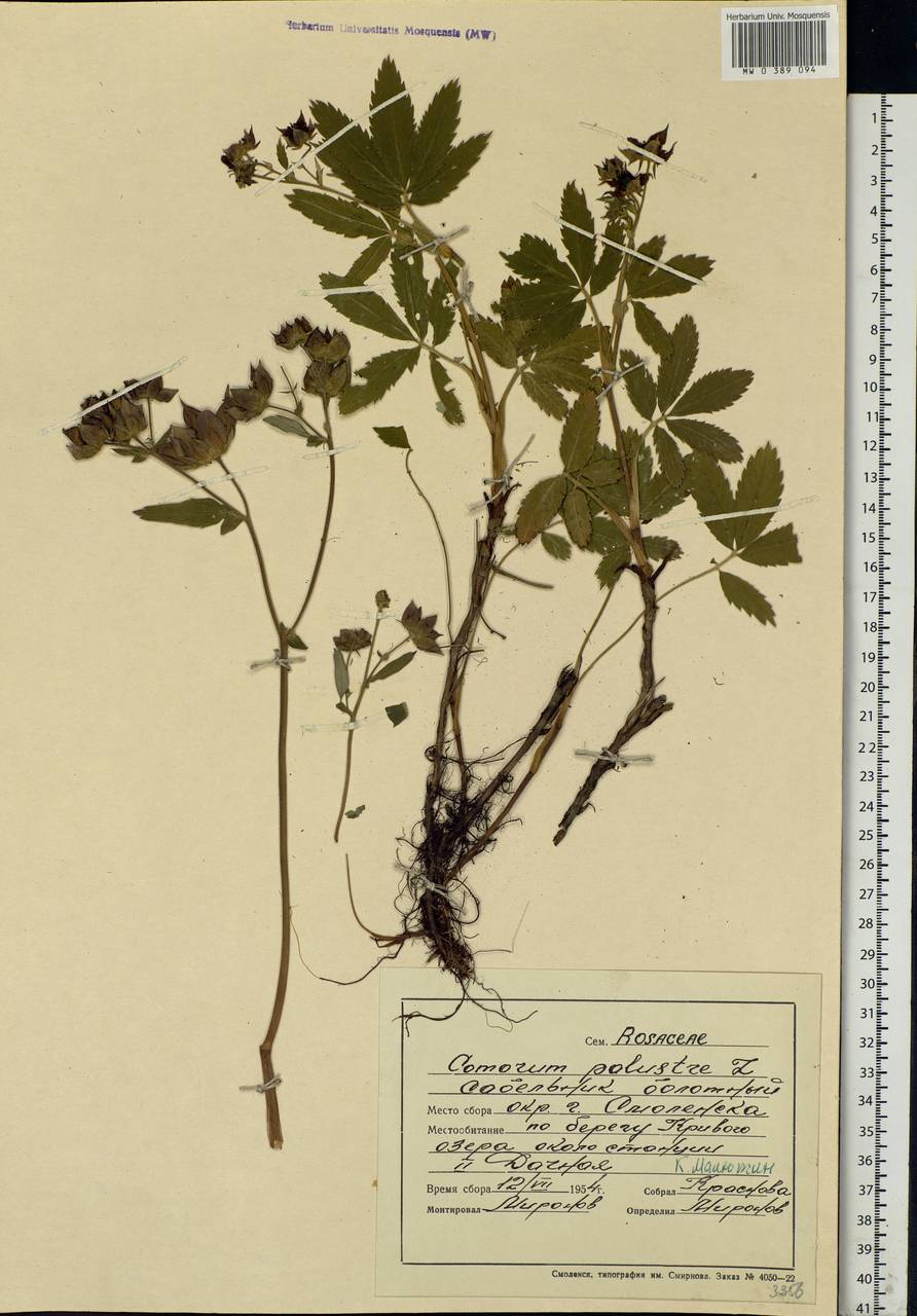 Comarum palustre L., Eastern Europe, Western region (E3) (Russia)