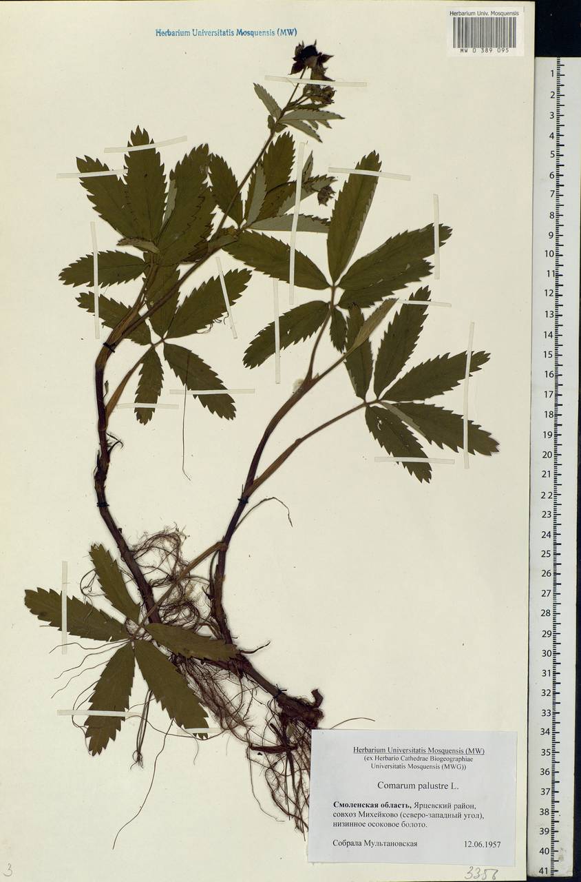 Comarum palustre L., Eastern Europe, Western region (E3) (Russia)