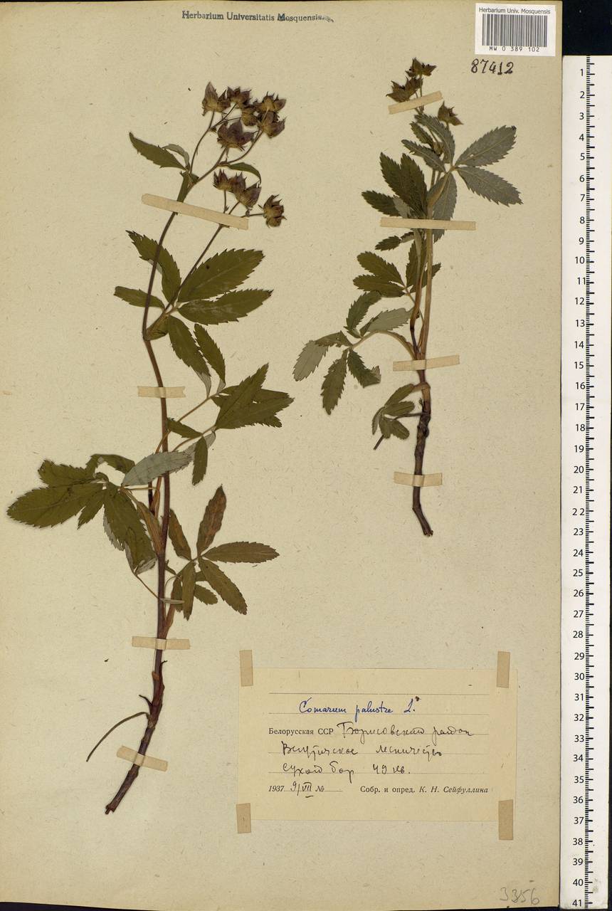 Comarum palustre L., Eastern Europe, Belarus (E3a) (Belarus)