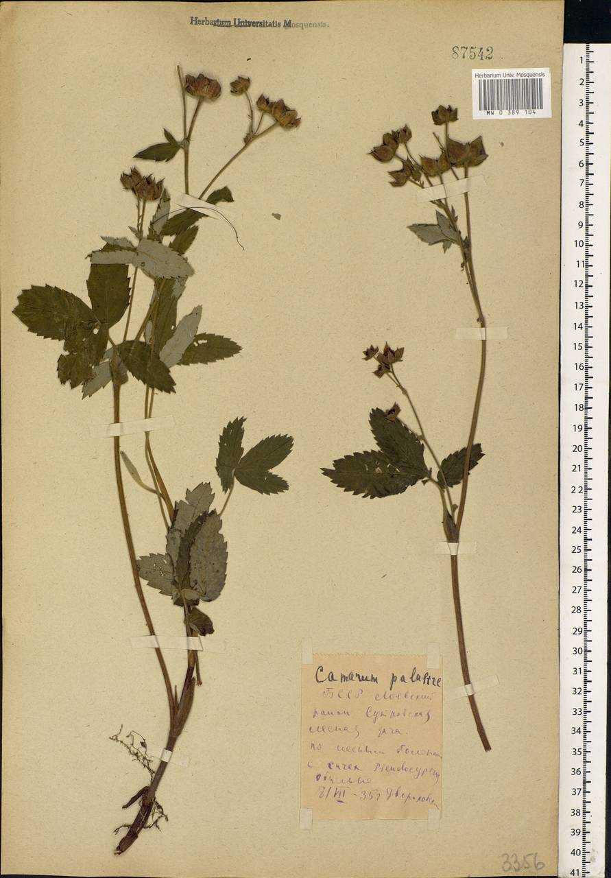 Comarum palustre L., Eastern Europe, Belarus (E3a) (Belarus)