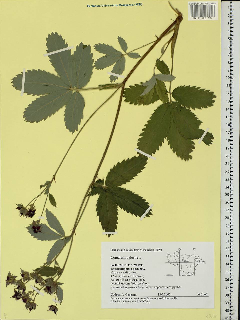 Comarum palustre L., Eastern Europe, Central region (E4) (Russia)