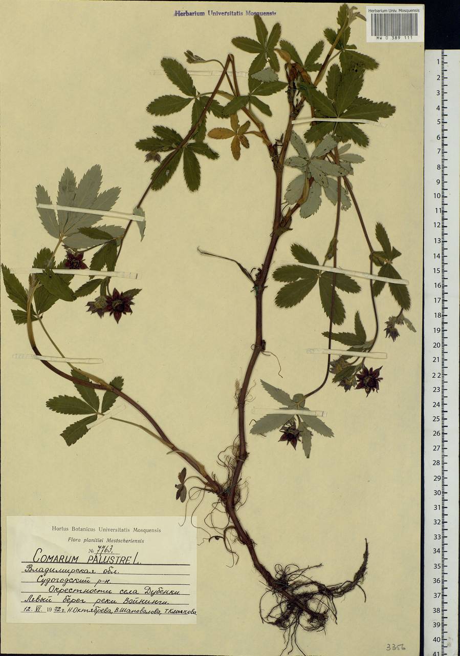 Comarum palustre L., Eastern Europe, Central region (E4) (Russia)