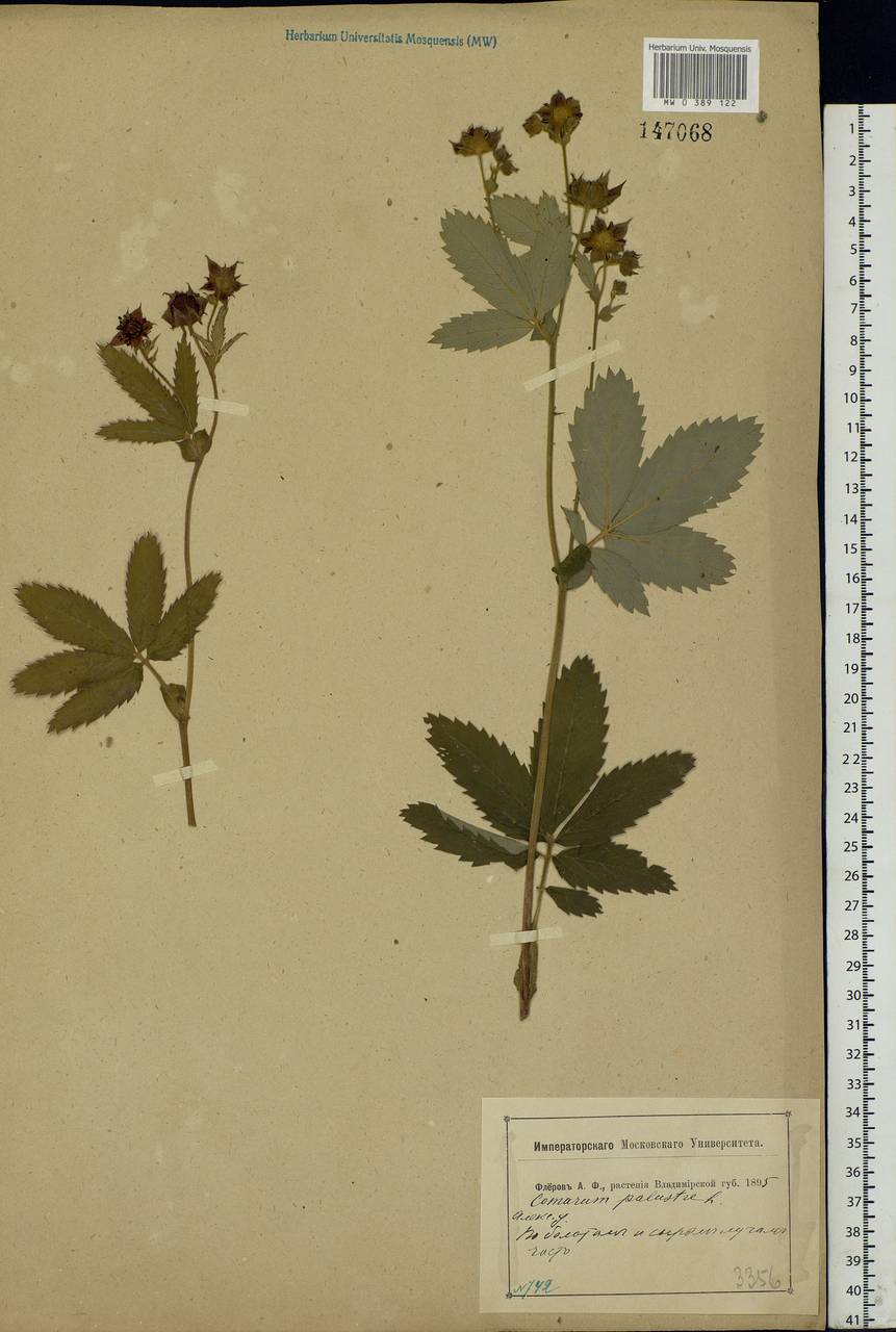 Comarum palustre L., Eastern Europe, Central region (E4) (Russia)