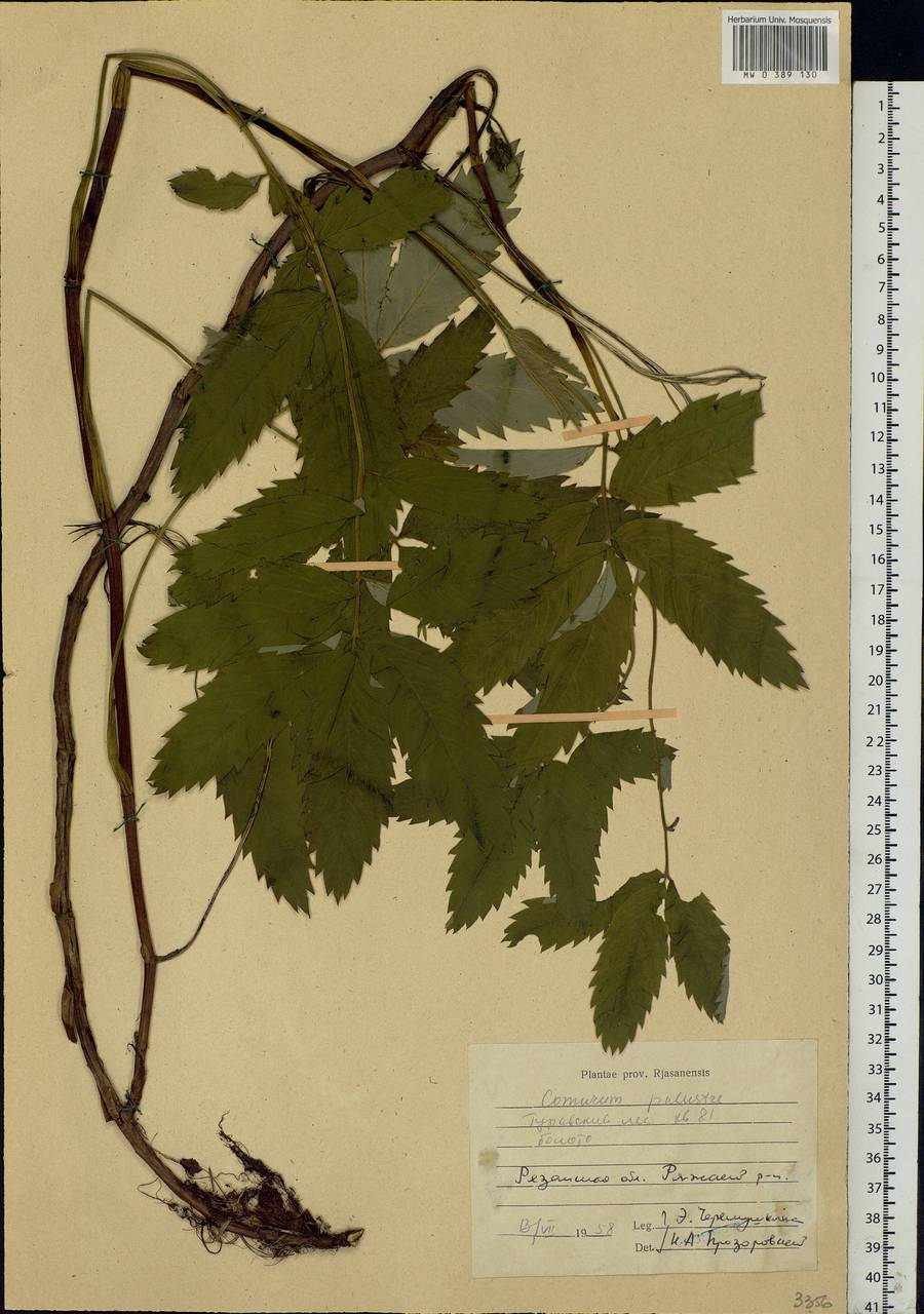 Comarum palustre L., Eastern Europe, Central region (E4) (Russia)
