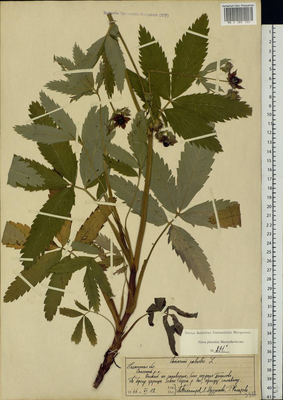 Comarum palustre L., Eastern Europe, Central region (E4) (Russia)
