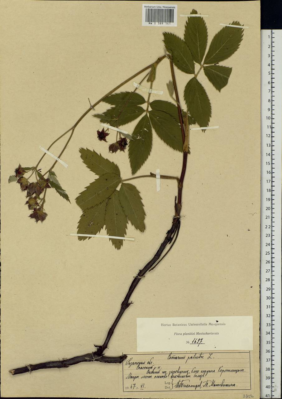 Comarum palustre L., Eastern Europe, Central region (E4) (Russia)