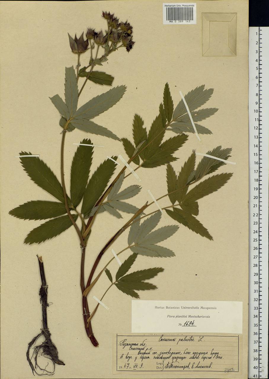 Comarum palustre L., Eastern Europe, Central region (E4) (Russia)
