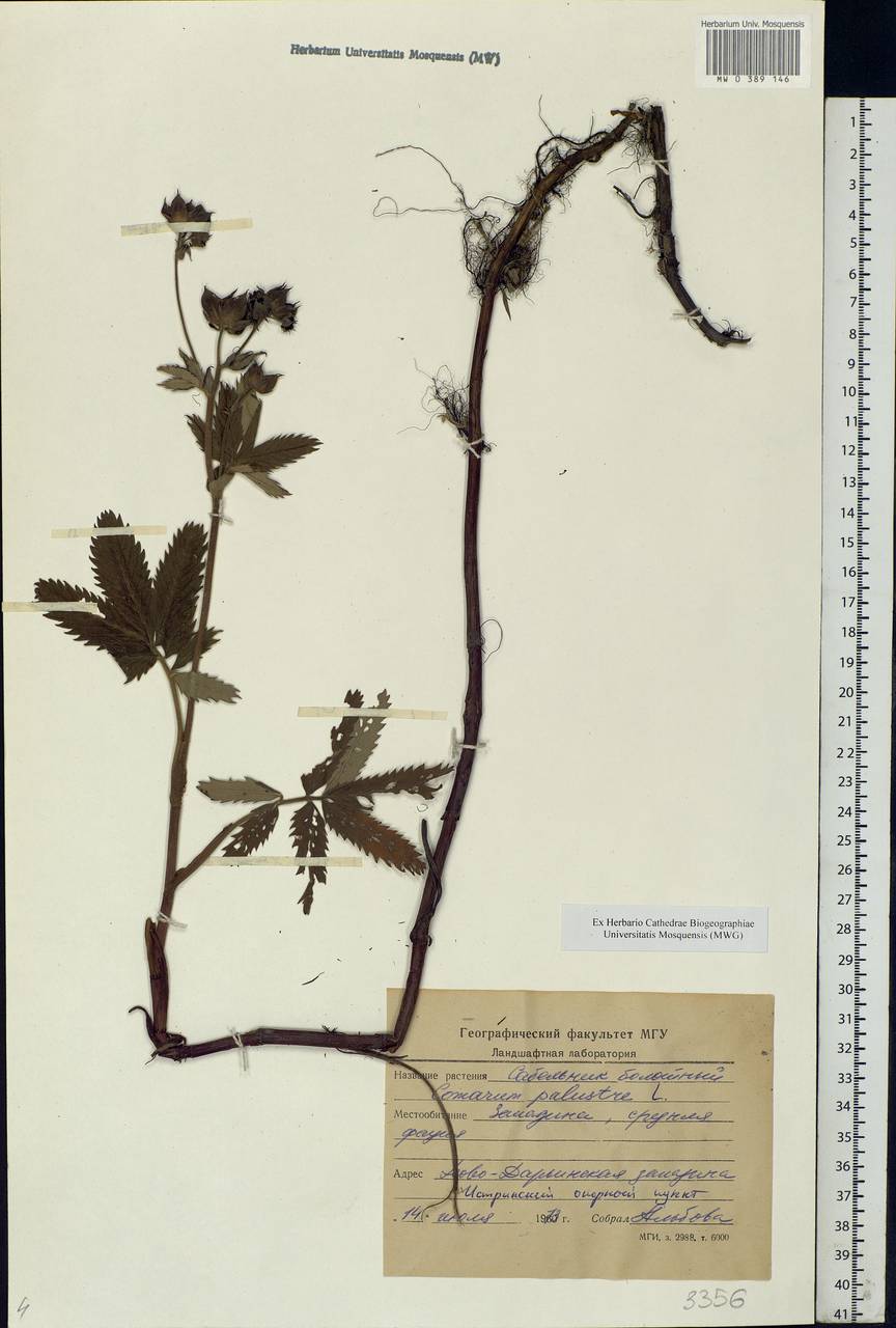 Comarum palustre L., Eastern Europe, Moscow region (E4a) (Russia)