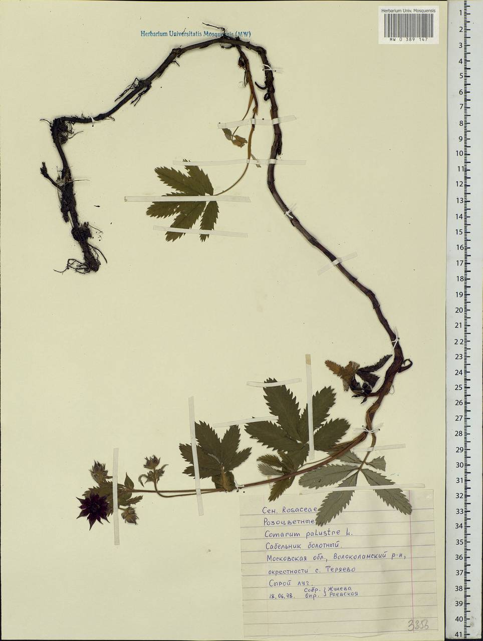 Comarum palustre L., Eastern Europe, Moscow region (E4a) (Russia)