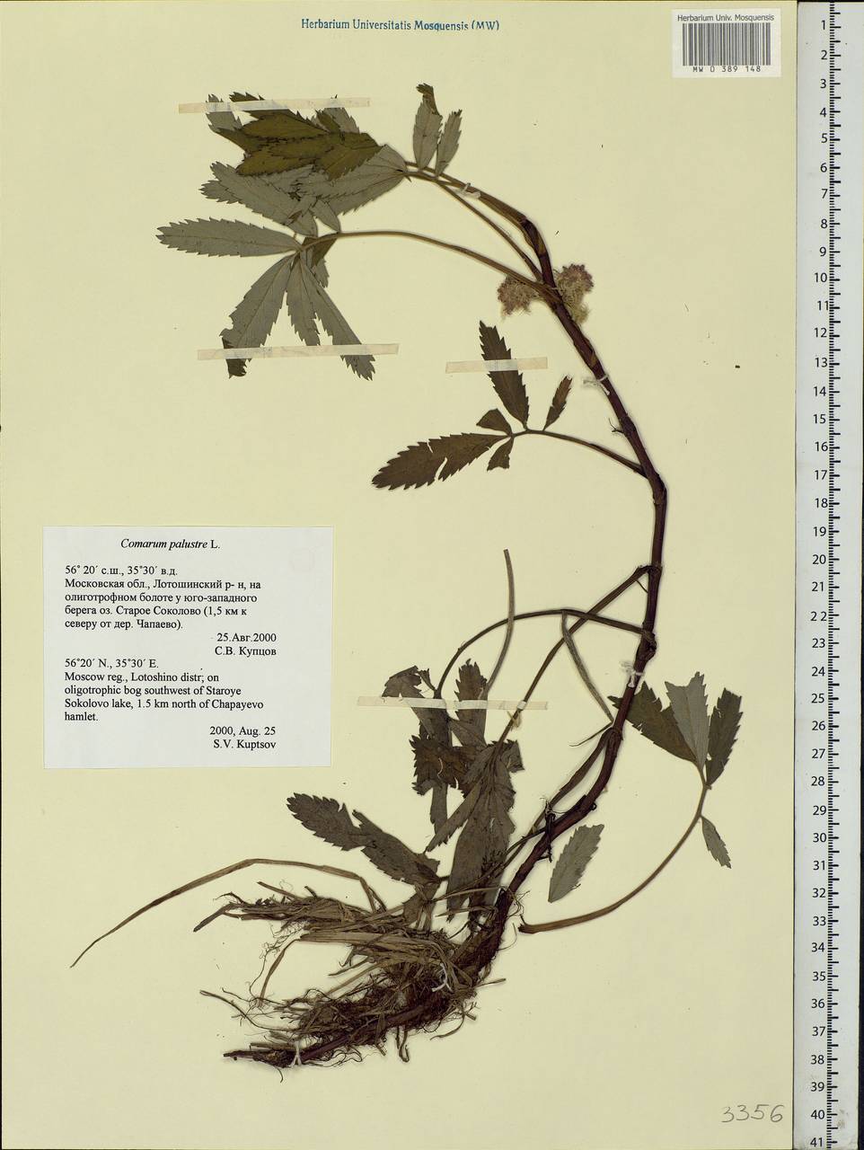 Comarum palustre L., Eastern Europe, Moscow region (E4a) (Russia)