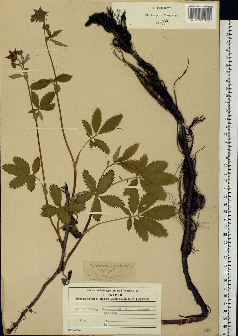 Comarum palustre L., Eastern Europe, Moscow region (E4a) (Russia)