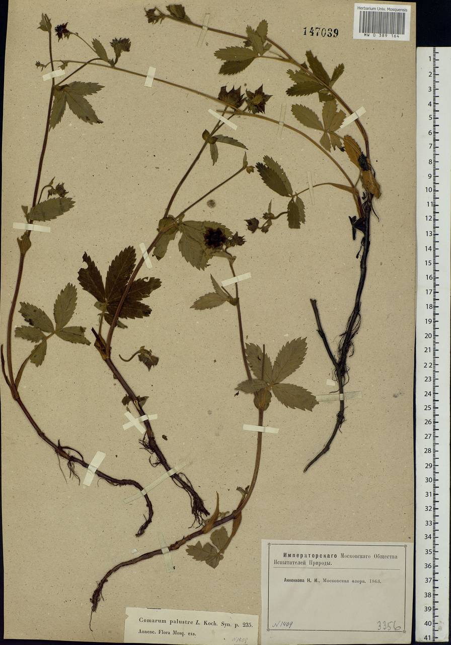 Comarum palustre L., Eastern Europe, Moscow region (E4a) (Russia)