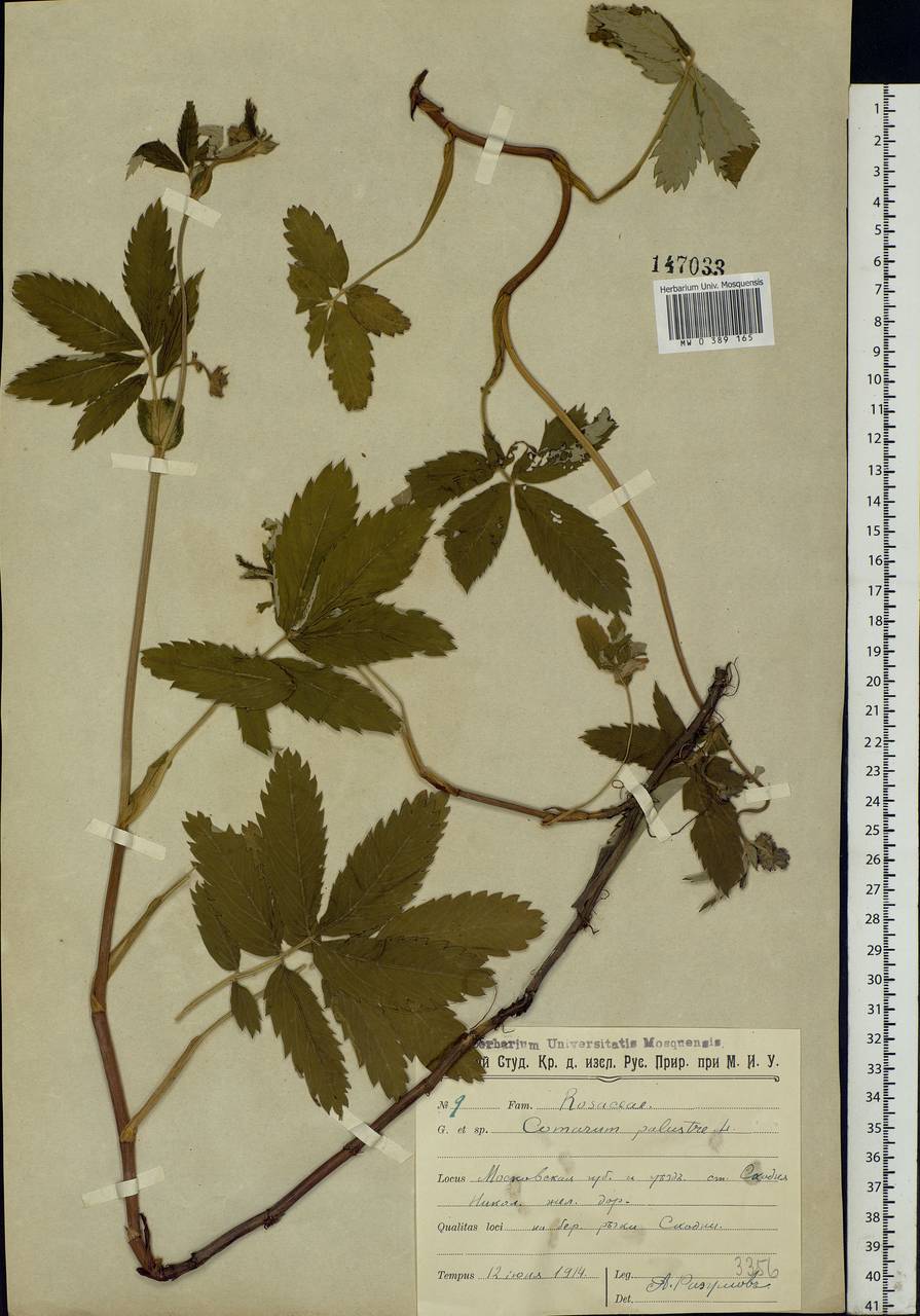 Comarum palustre L., Eastern Europe, Moscow region (E4a) (Russia)