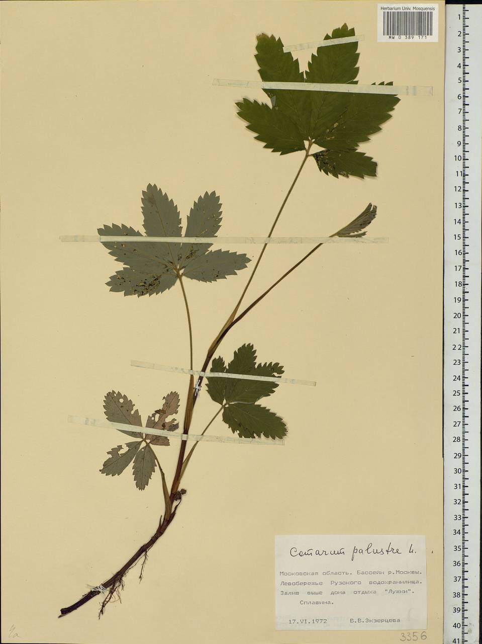 Comarum palustre L., Eastern Europe, Moscow region (E4a) (Russia)