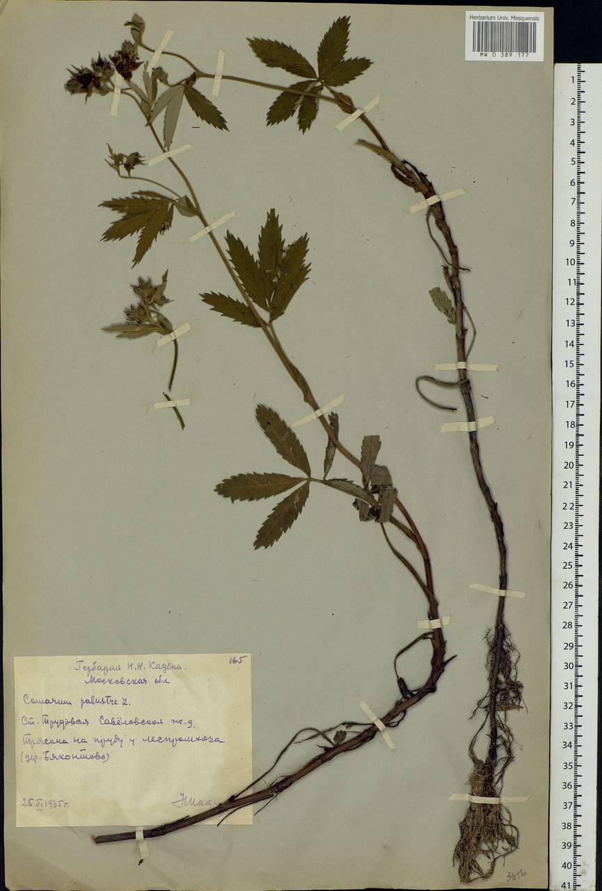 Comarum palustre L., Eastern Europe, Moscow region (E4a) (Russia)