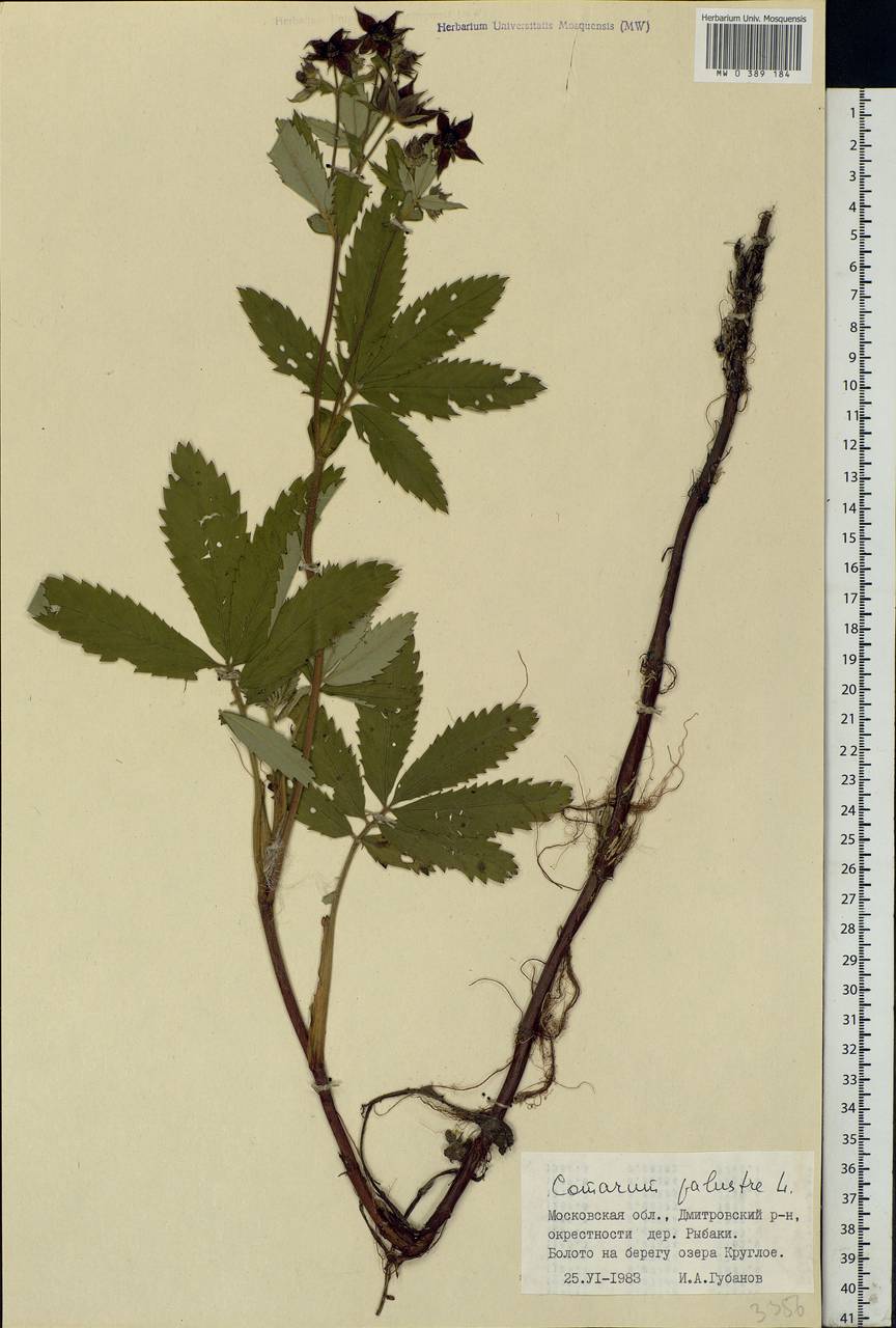 Comarum palustre L., Eastern Europe, Moscow region (E4a) (Russia)