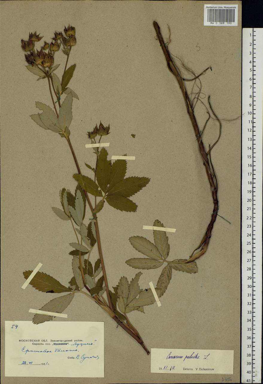 Comarum palustre L., Eastern Europe, Moscow region (E4a) (Russia)