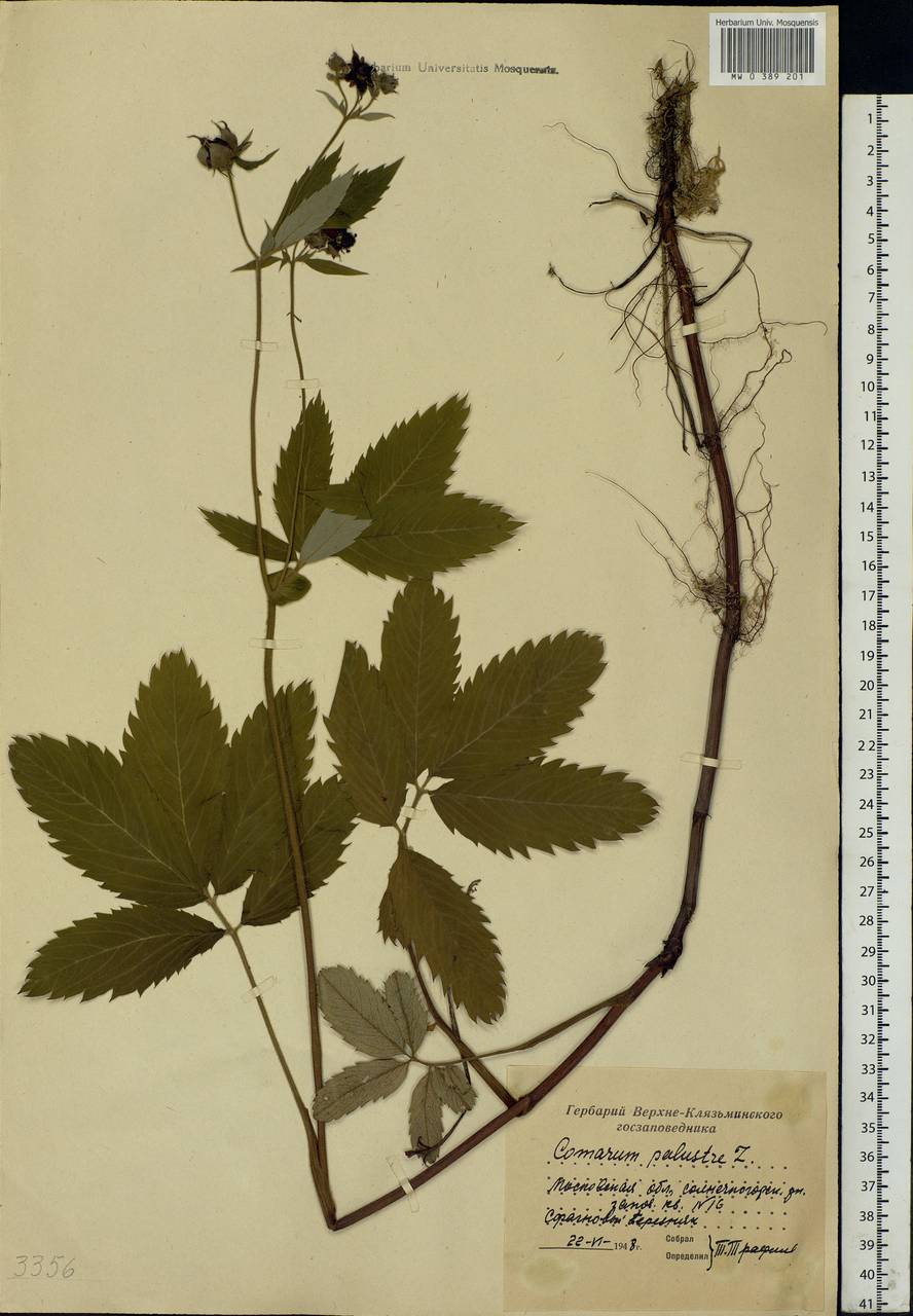 Comarum palustre L., Eastern Europe, Moscow region (E4a) (Russia)